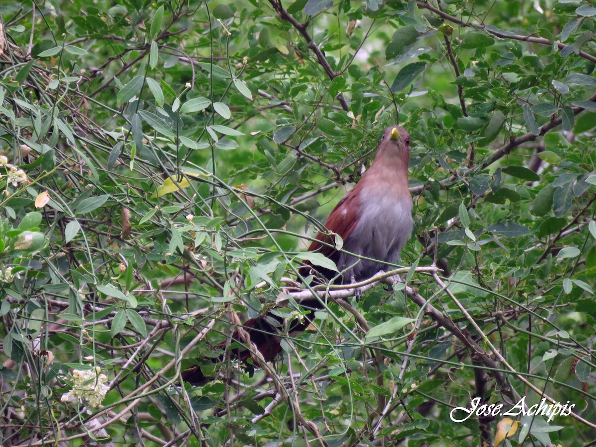 Squirrel Cuckoo - ML614642245