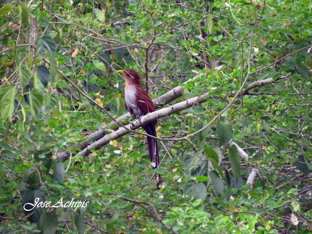 Squirrel Cuckoo - ML614642247