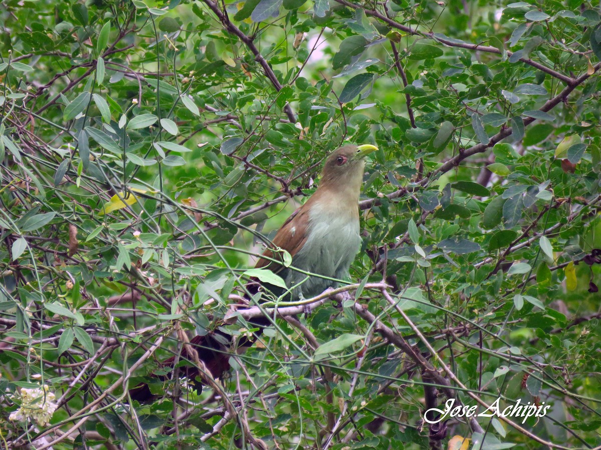 Squirrel Cuckoo - ML614642249