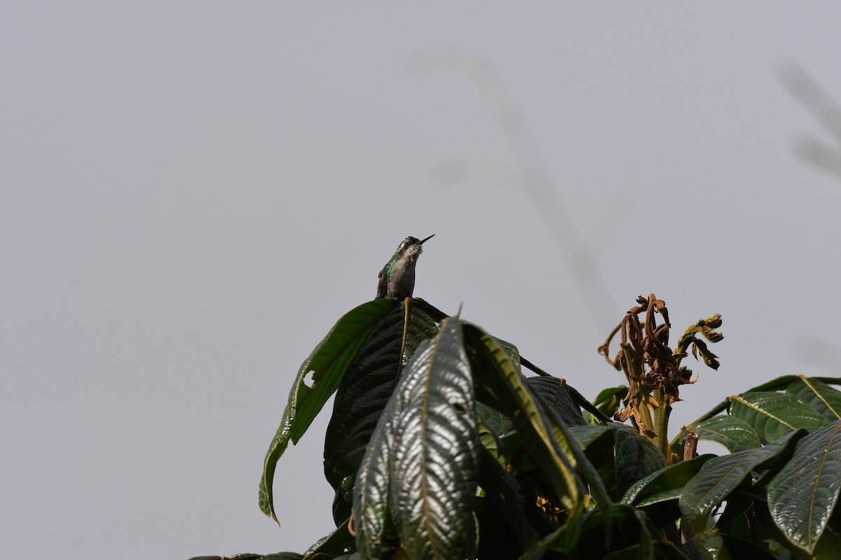 kolibřík blýskavý - ML614642258