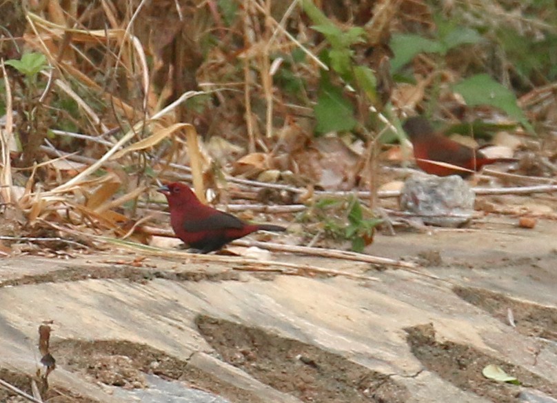 Black-bellied Firefinch - ML614642261