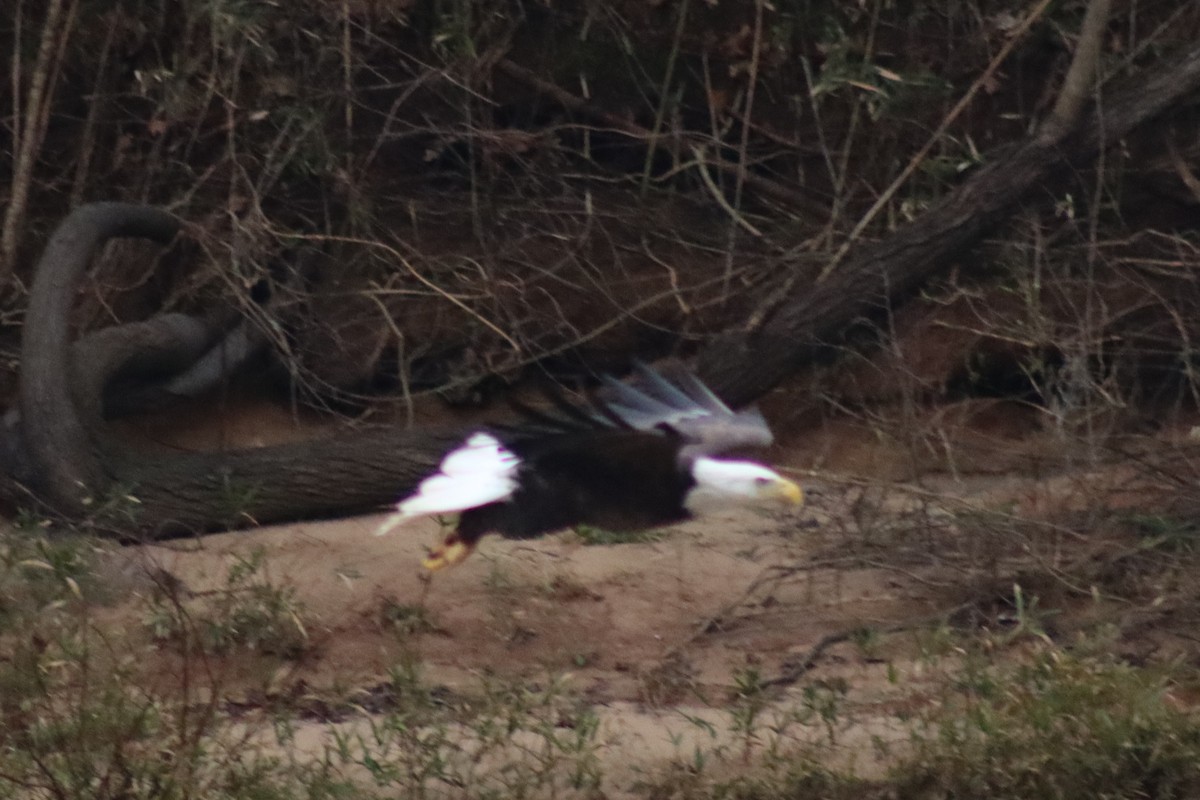 Bald Eagle - ML614642282