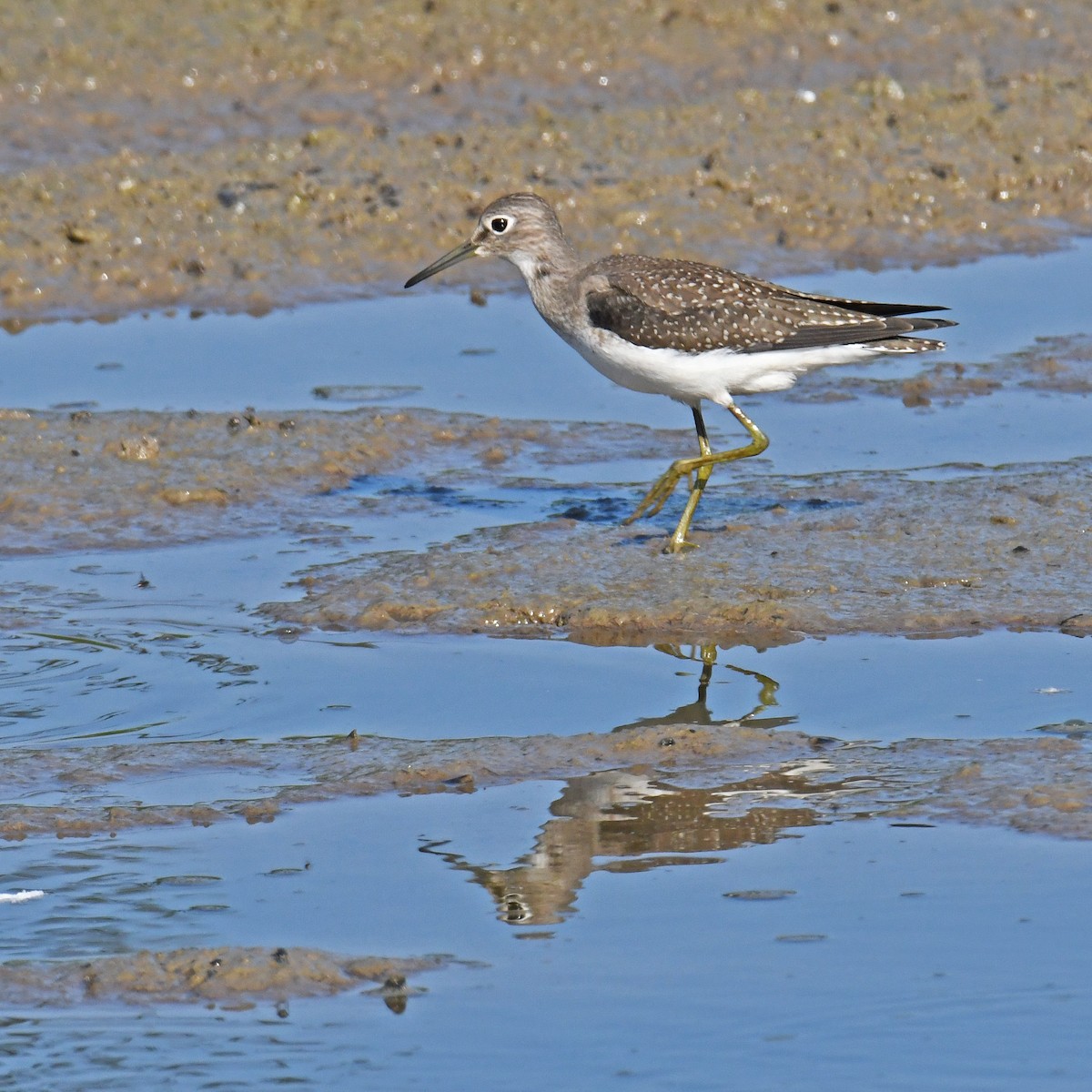 Solitary Sandpiper - ML614642320