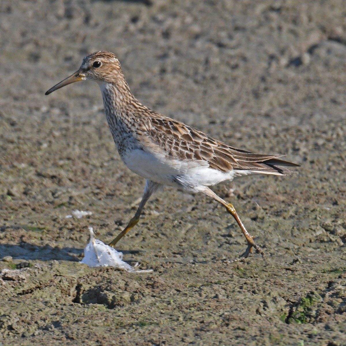 Pectoral Sandpiper - Laura  Wolf