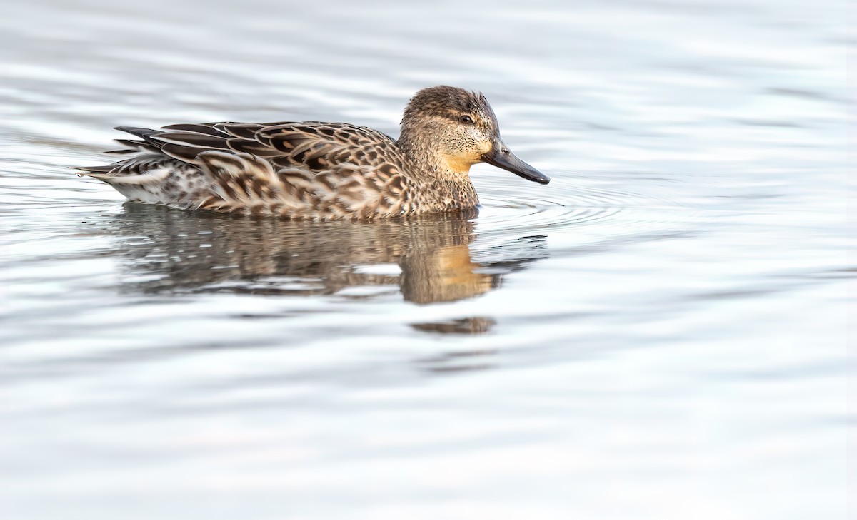 Green-winged Teal - ML614642405