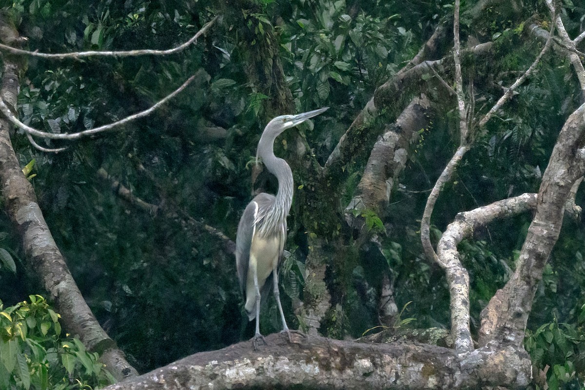 White-bellied Heron - ML614642453