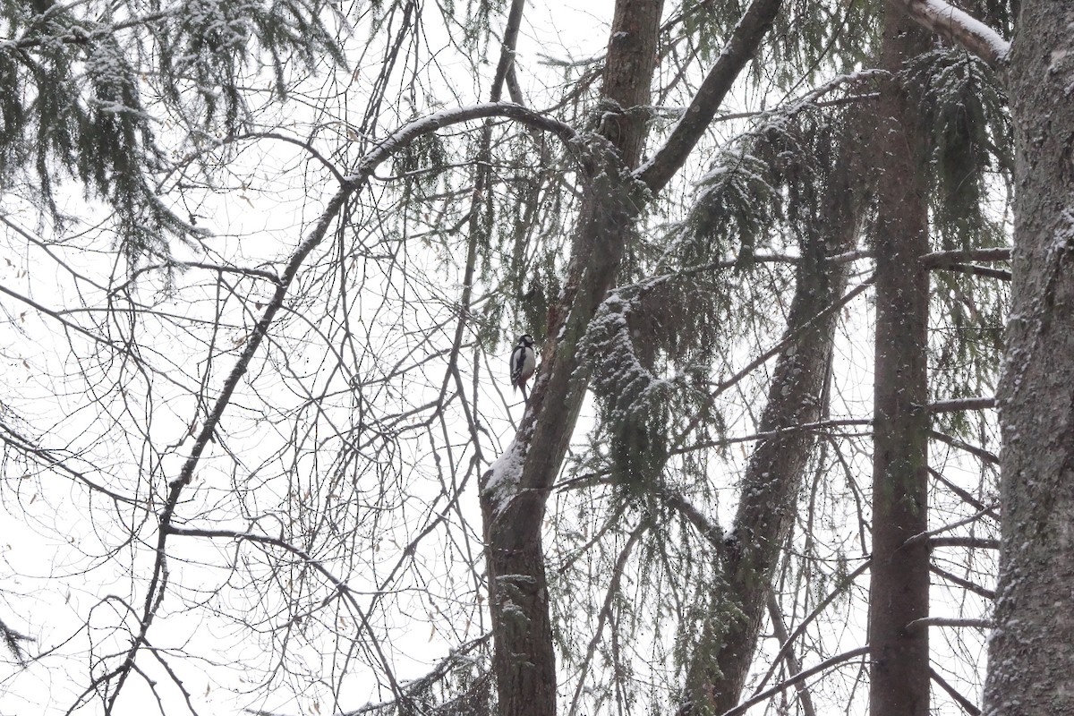 Great Spotted Woodpecker - ML614642491