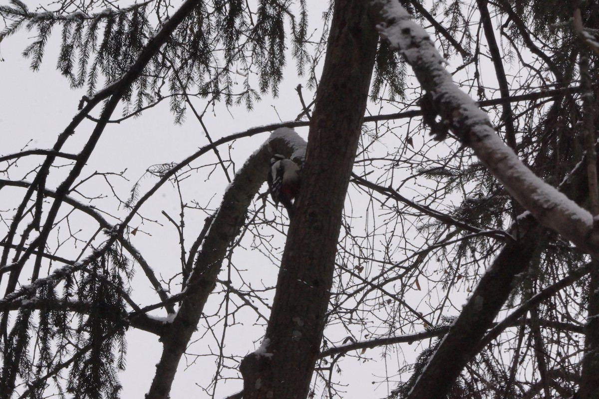 Great Spotted Woodpecker - ML614642493