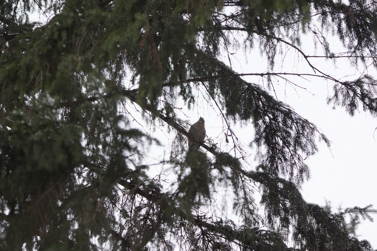 Eurasian Jay - Anna Guliaeva