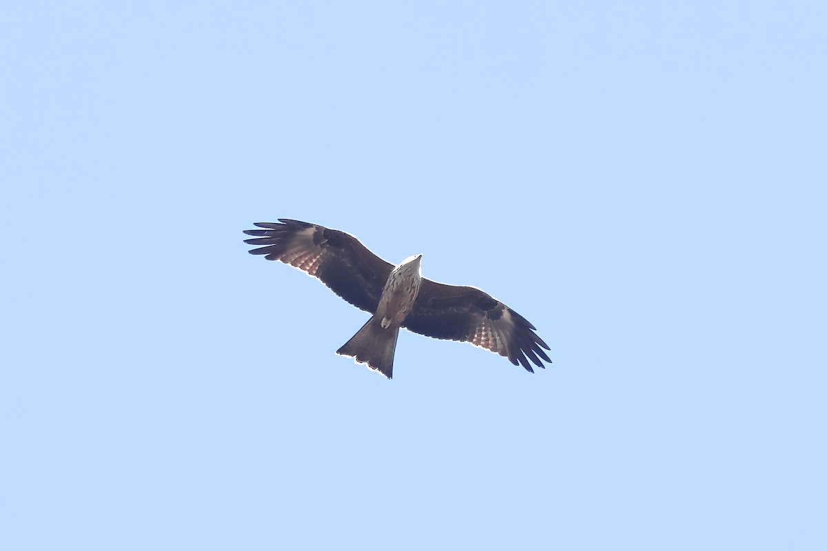 Red Kite - ML614642523