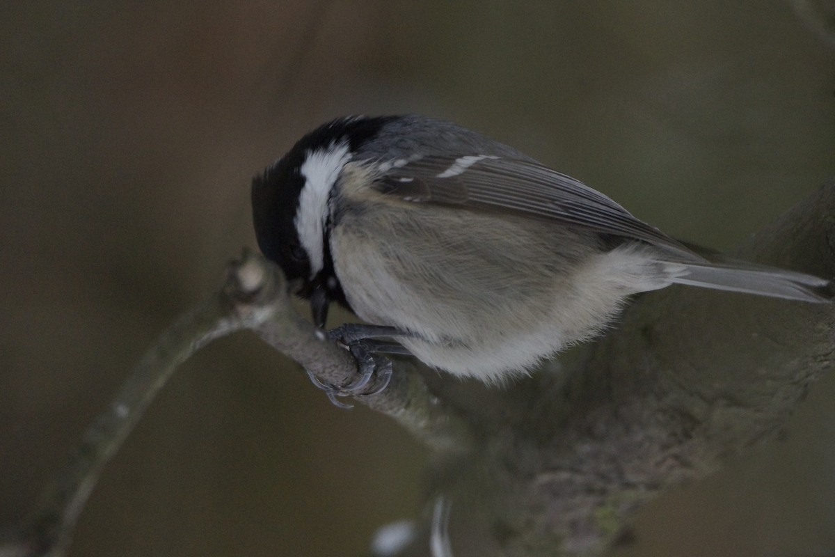 Coal Tit - ML614642538