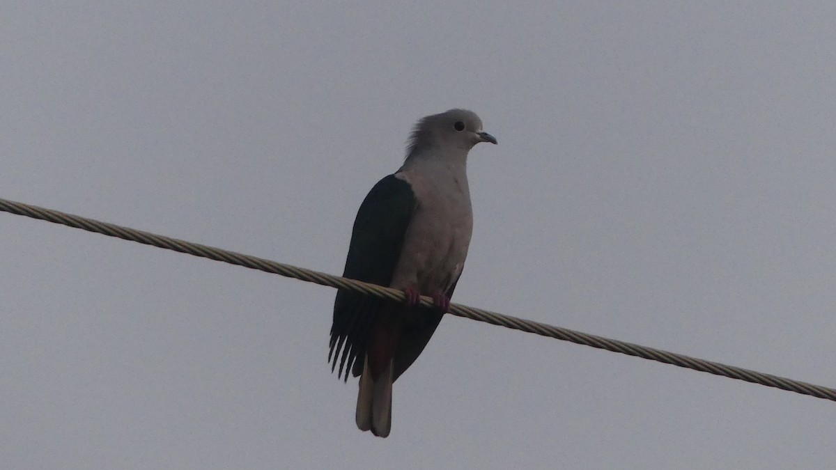 Green Imperial-Pigeon - Gabriel  Couroussé