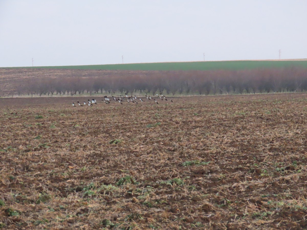 Northern Lapwing - ML614642555