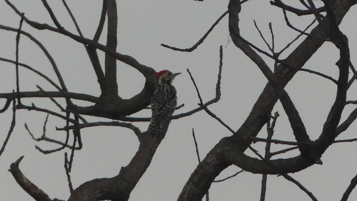 Yellow-crowned Woodpecker - Gabriel  Couroussé