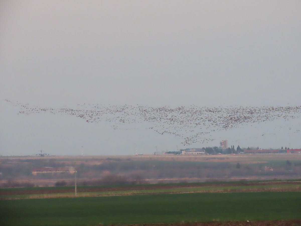 Greater White-fronted Goose - ML614642632