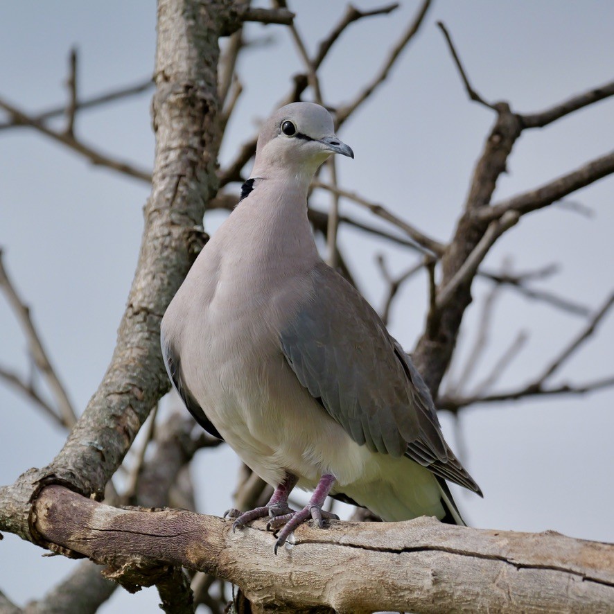 Ring-necked Dove - ML614642728