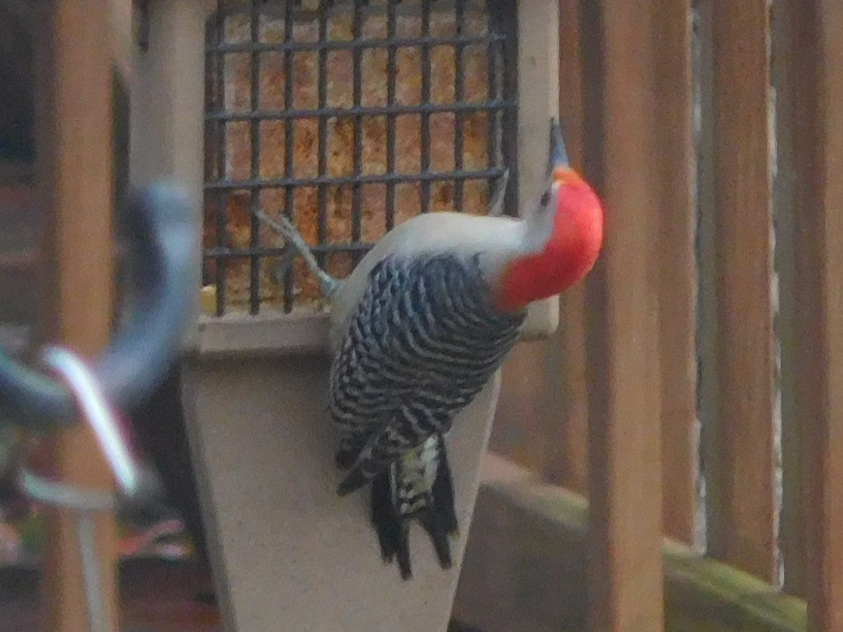 Red-bellied Woodpecker - ML614642779
