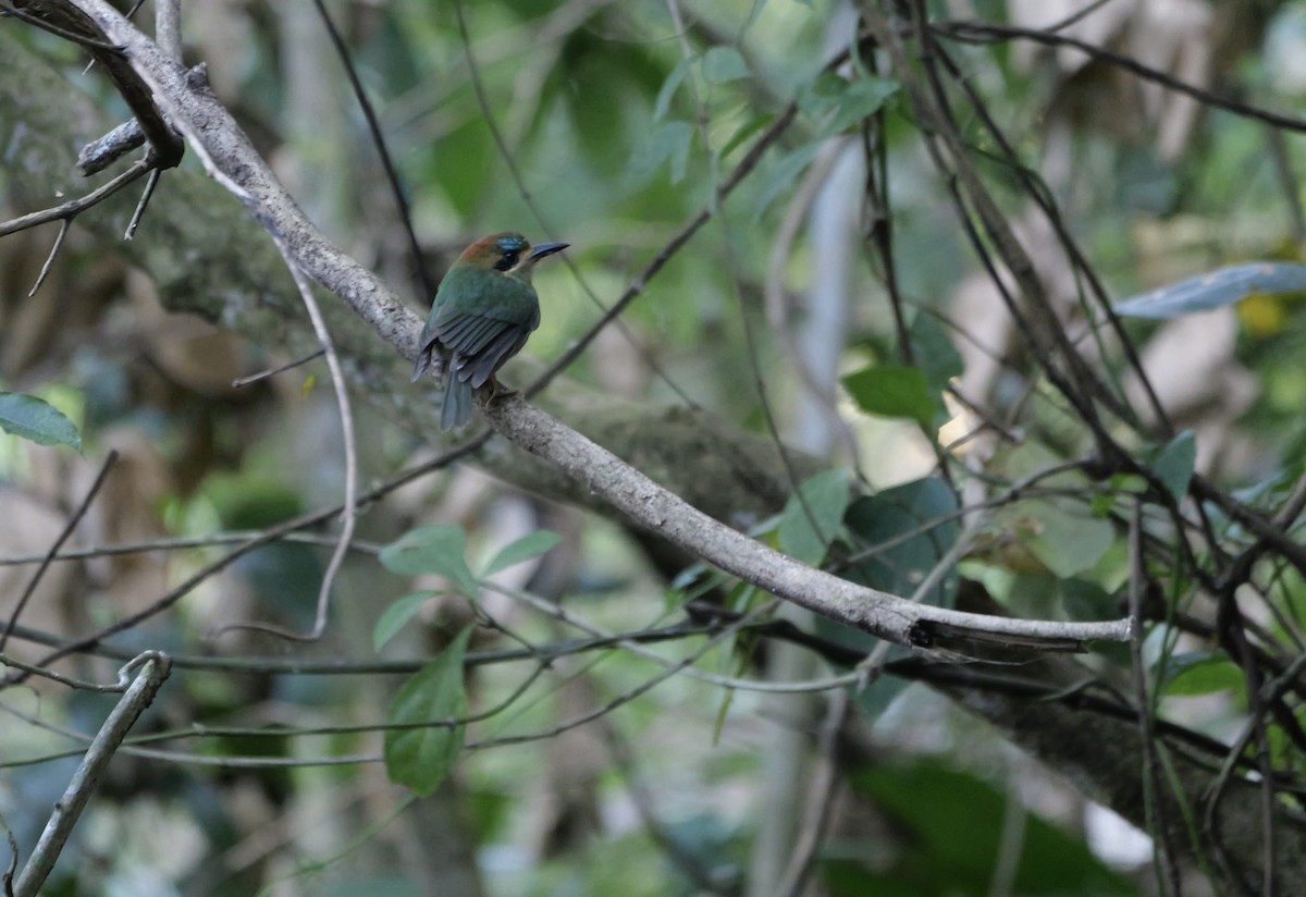 Tody Motmot - ML614642872