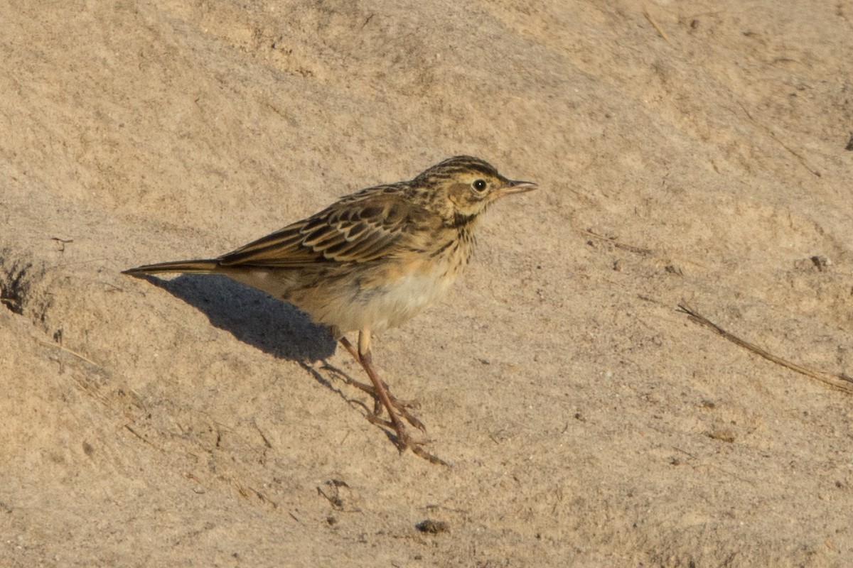 Richard's Pipit - ML614642939