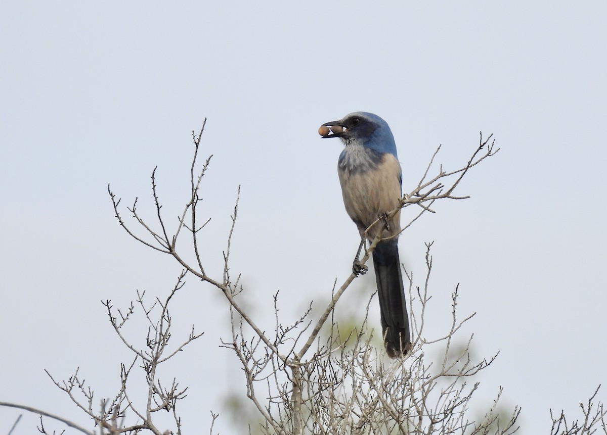 Florida Scrub-Jay - Barb Stone