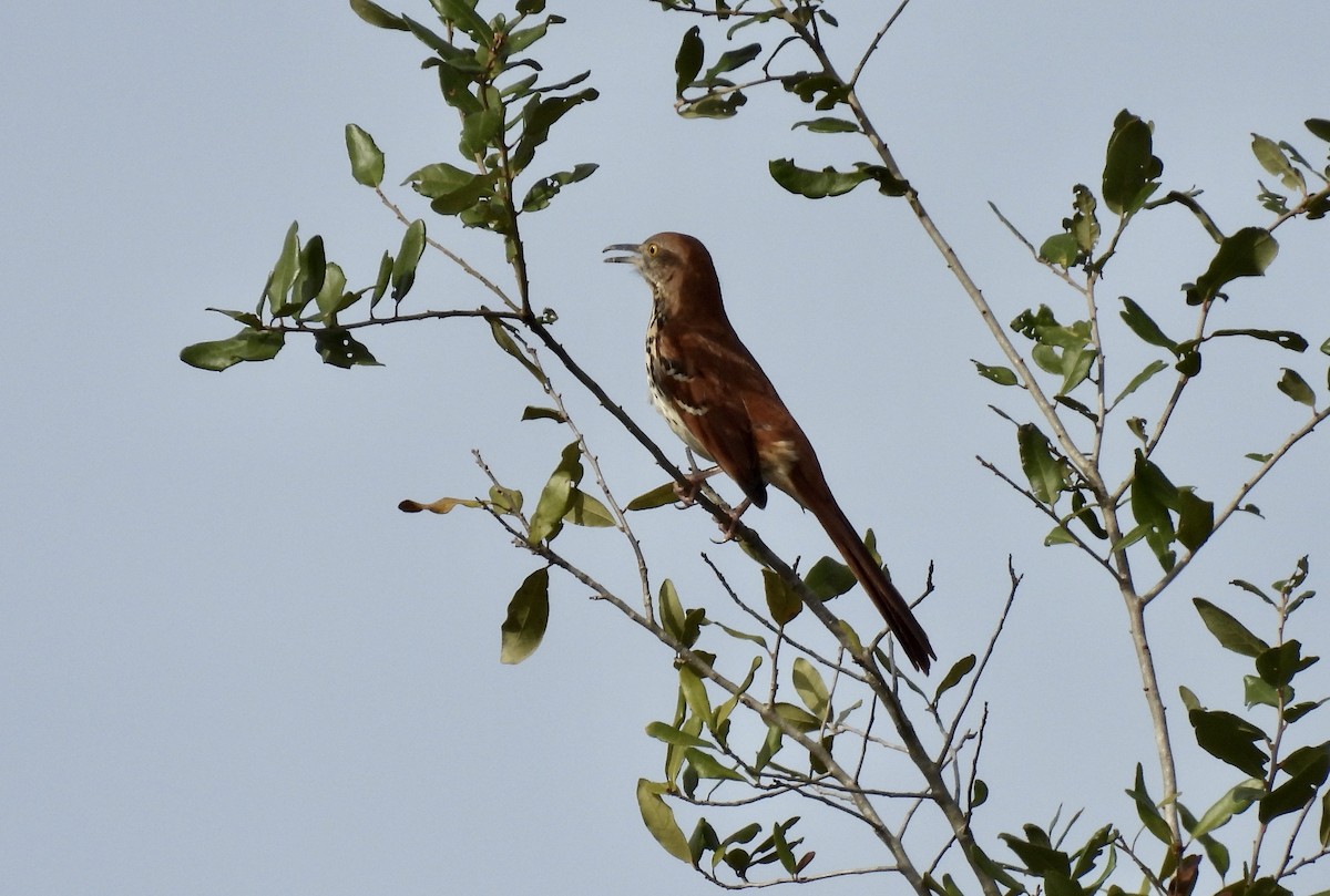 Brown Thrasher - ML614642998