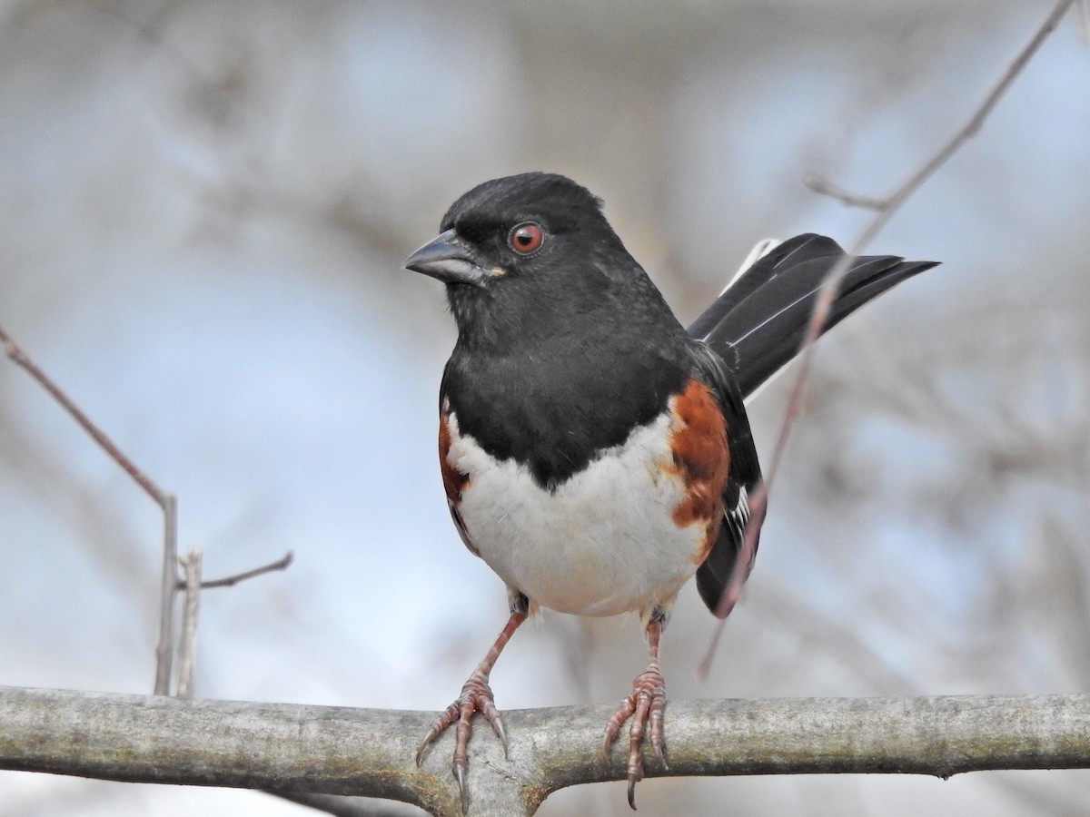 Eastern Towhee - Jeff Goff