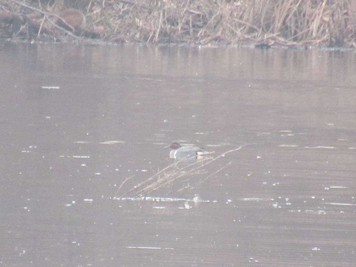 Green-winged Teal - ML614643034