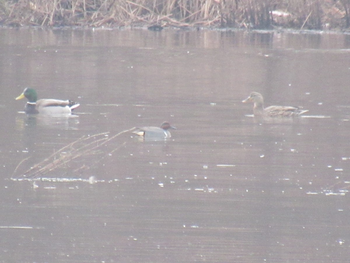 Green-winged Teal - John Coyle