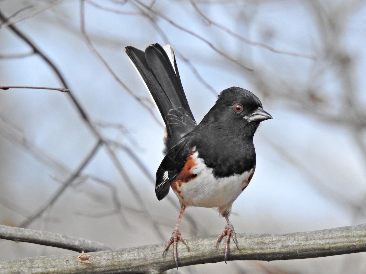 Eastern Towhee - Jeff Goff