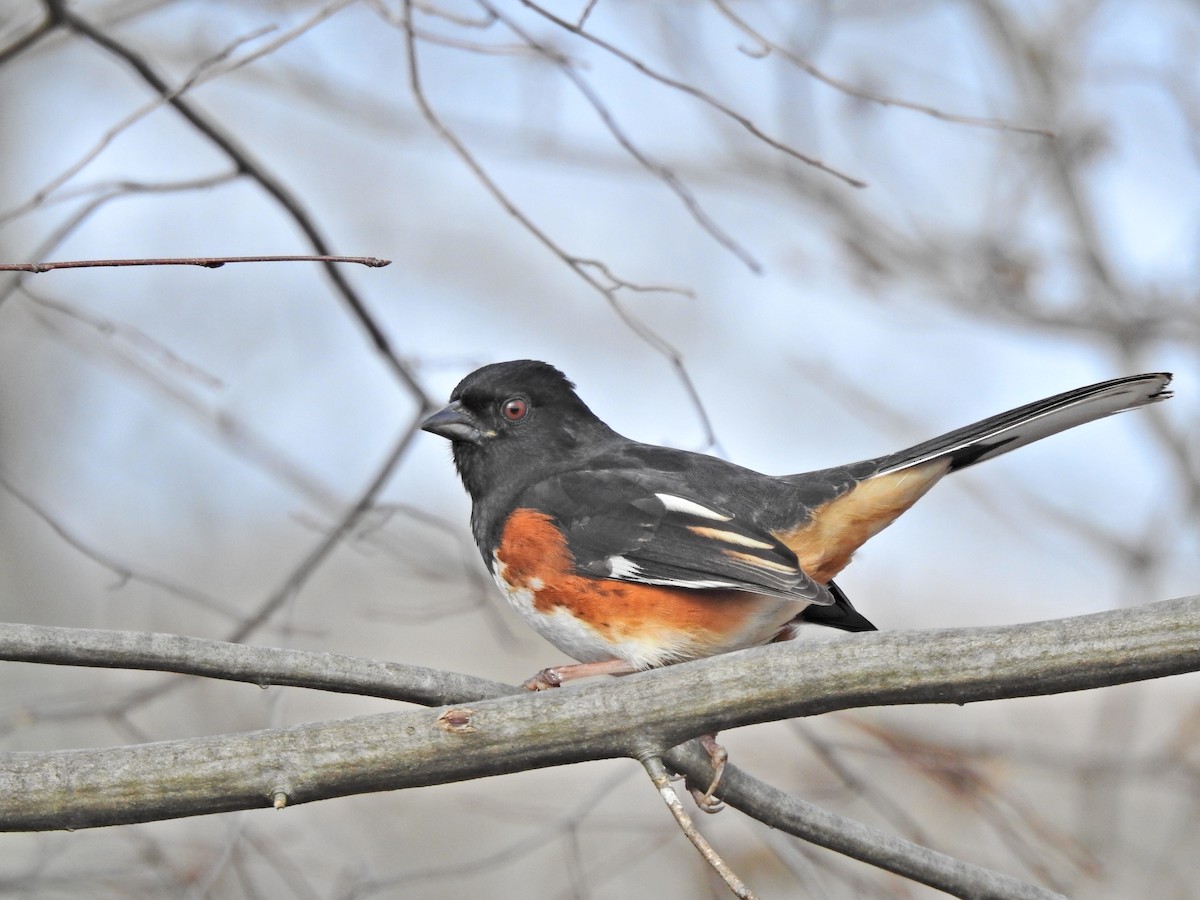 Eastern Towhee - Jeff Goff