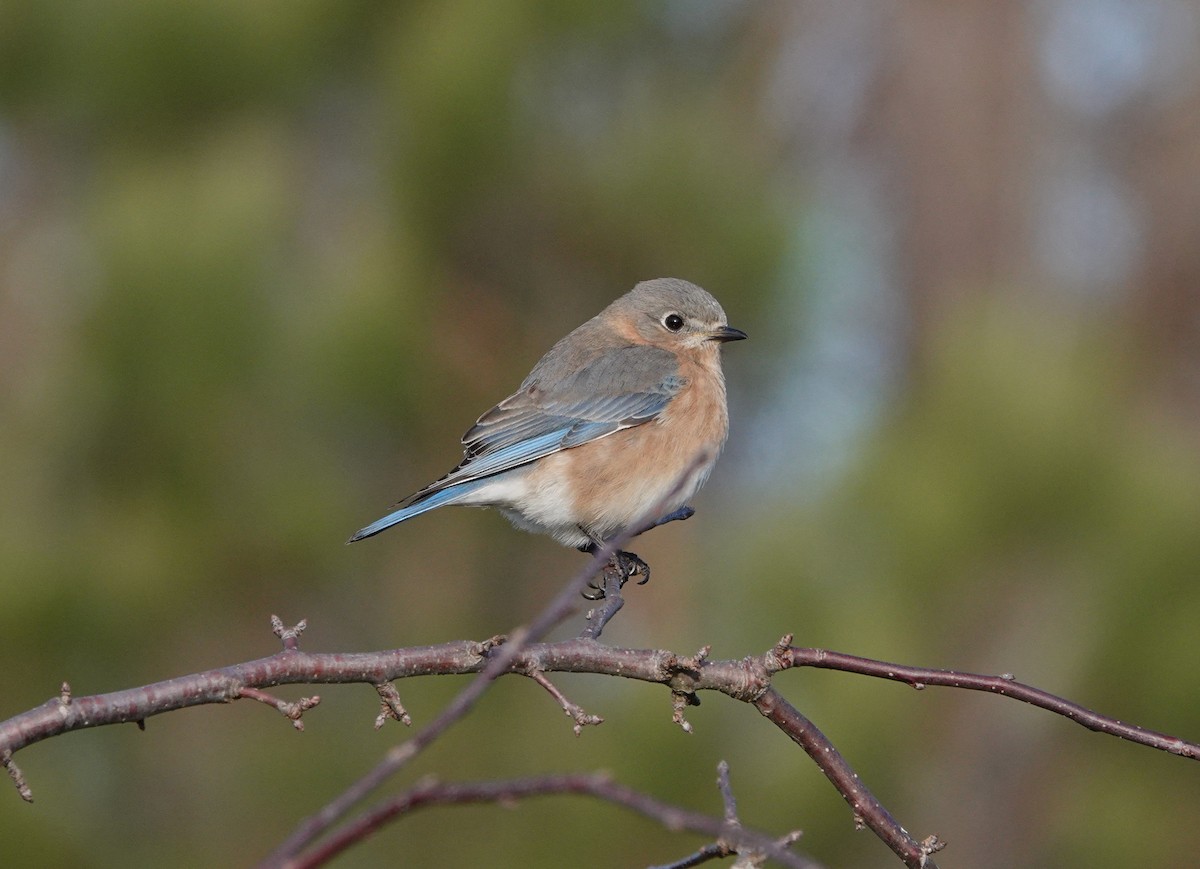 Eastern Bluebird - ML614643047