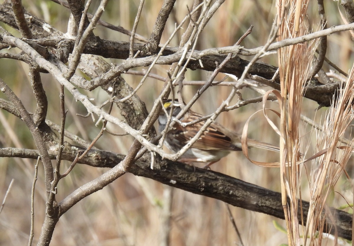 White-throated Sparrow - ML614643055