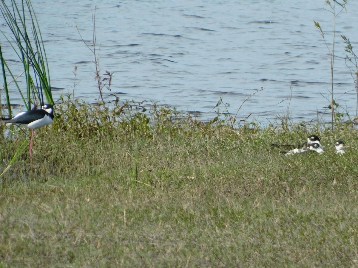 Black-necked Stilt - Amber Simon