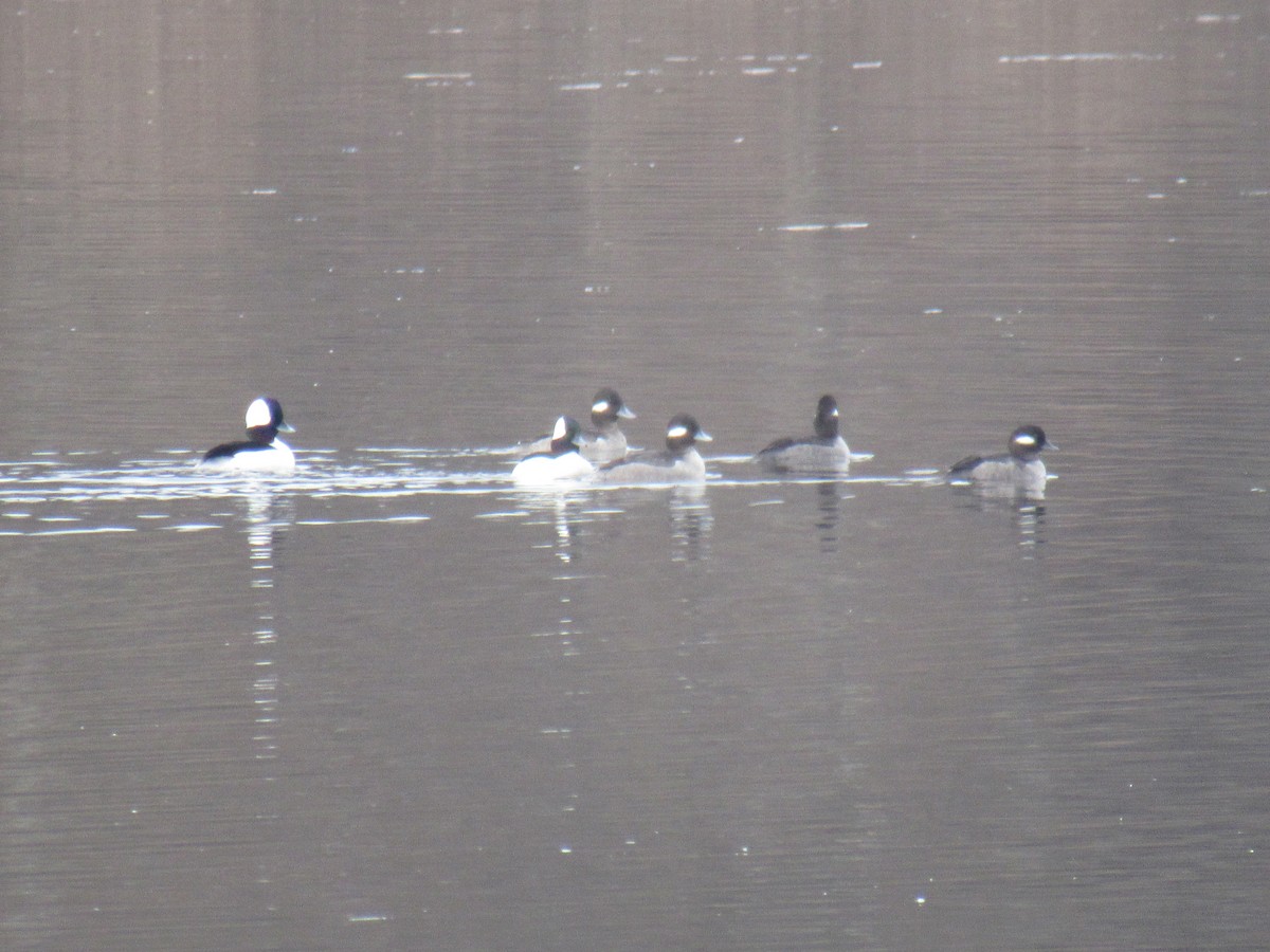 Bufflehead - ML614643083