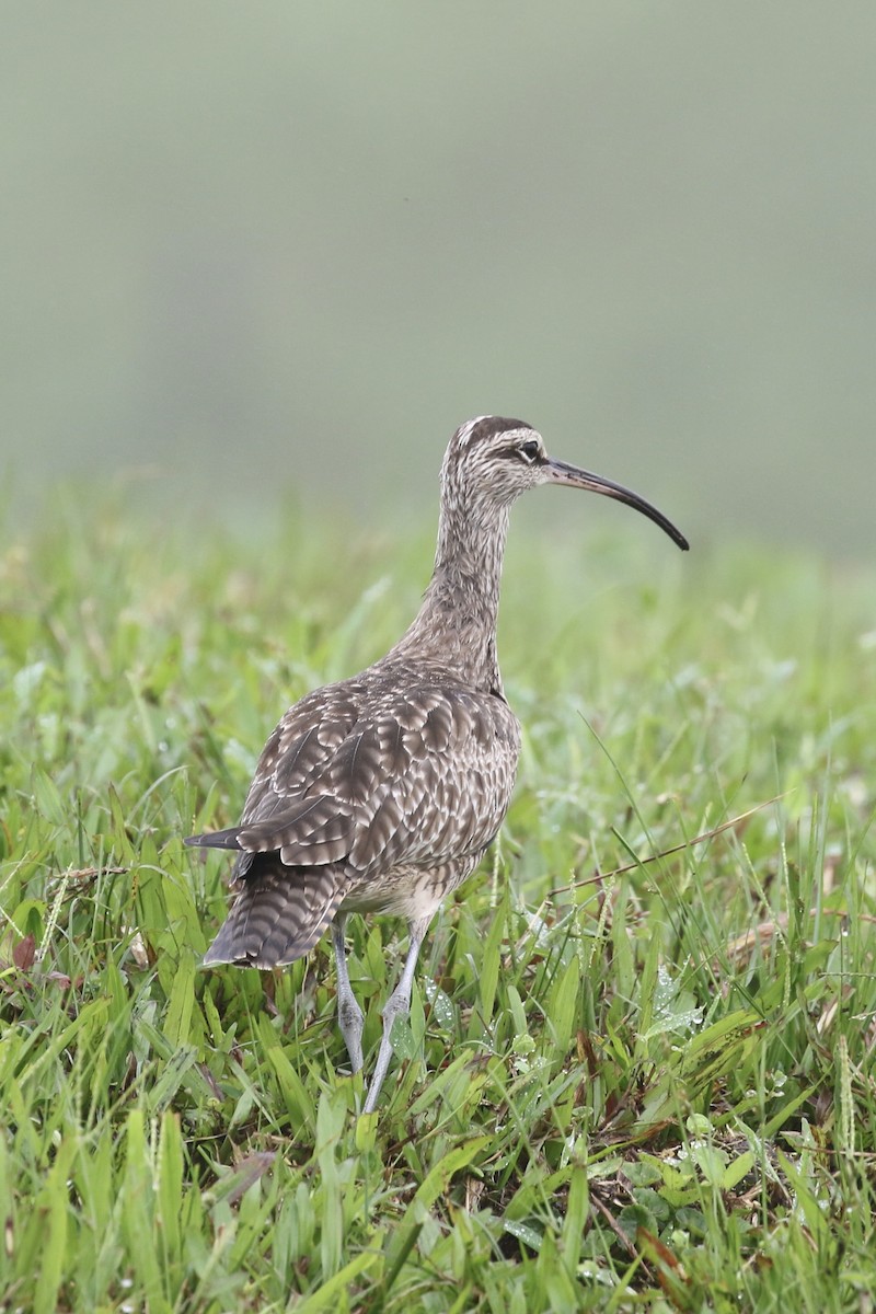 Hudsonian Whimbrel - ML614643127
