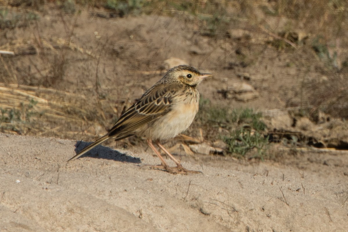 Richard's Pipit - ML614643129