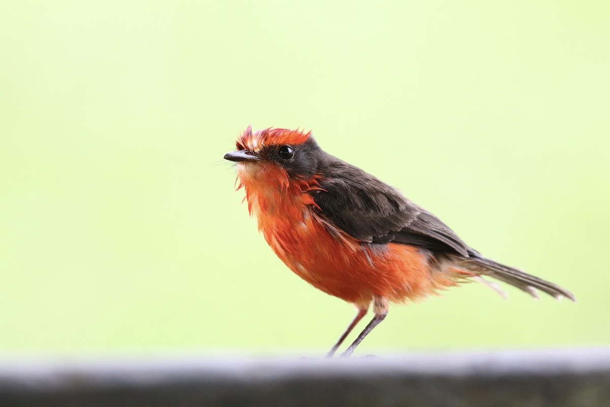 Brujo Flycatcher - ML614643134