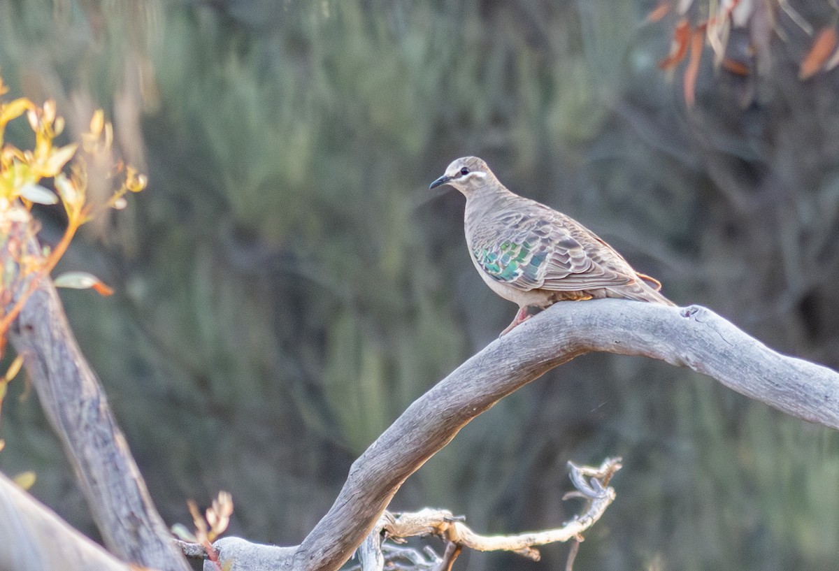 Common Bronzewing - ML614643137