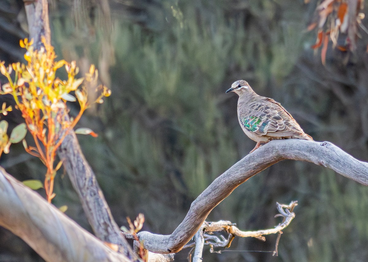 Common Bronzewing - ML614643138