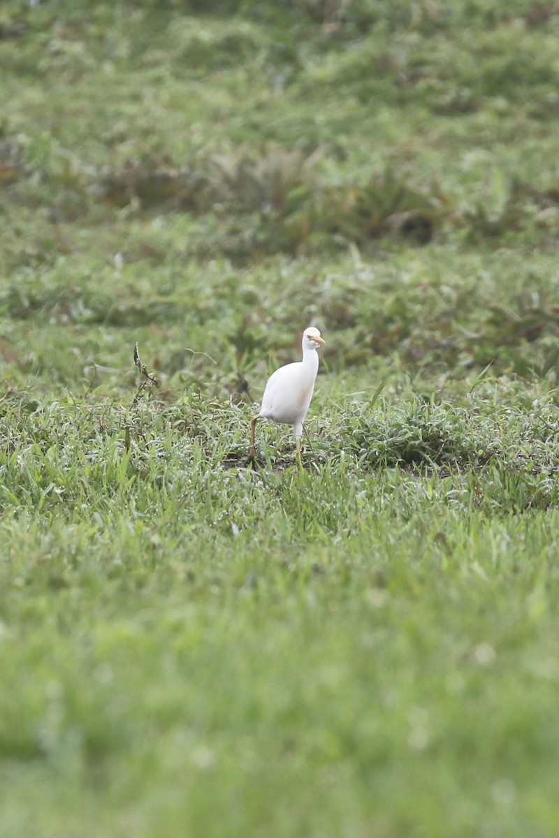 Western Cattle-Egret - ML614643139