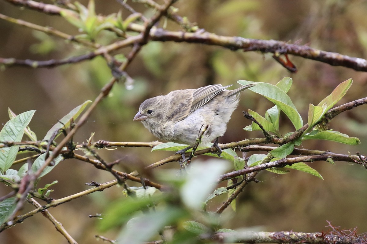 Small Tree-Finch - ML614643149