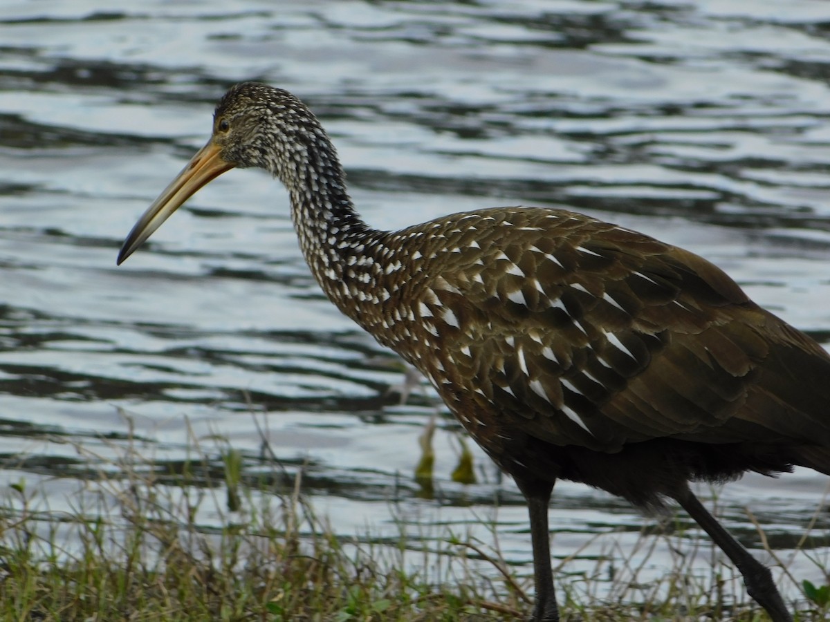 Limpkin - Amber Simon