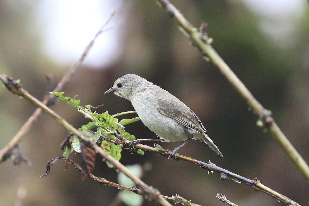 Green Warbler-Finch - ML614643160