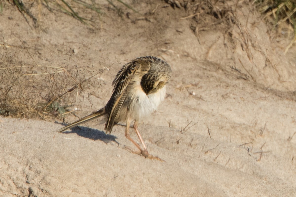 Richard's Pipit - ML614643163