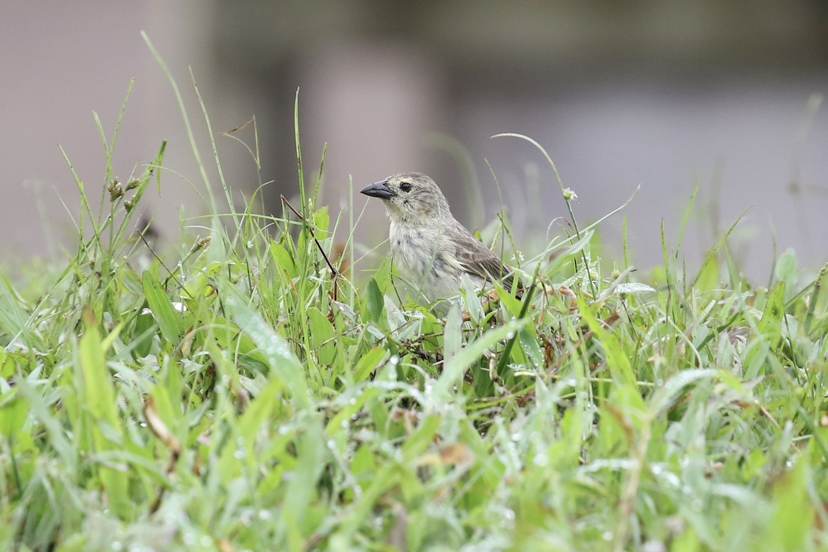 Woodpecker Finch - ML614643174