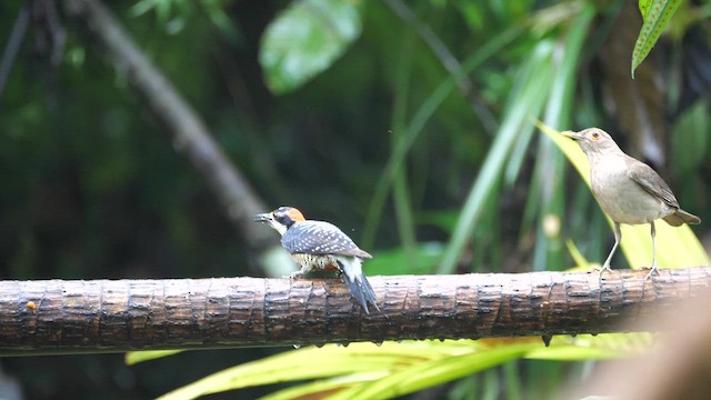 Black-cheeked Woodpecker - ML614643175