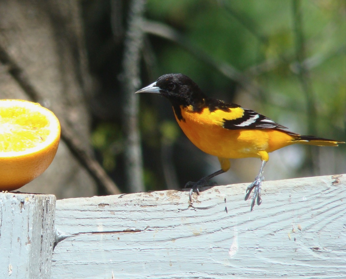 Baltimore Oriole - Peggy Blair