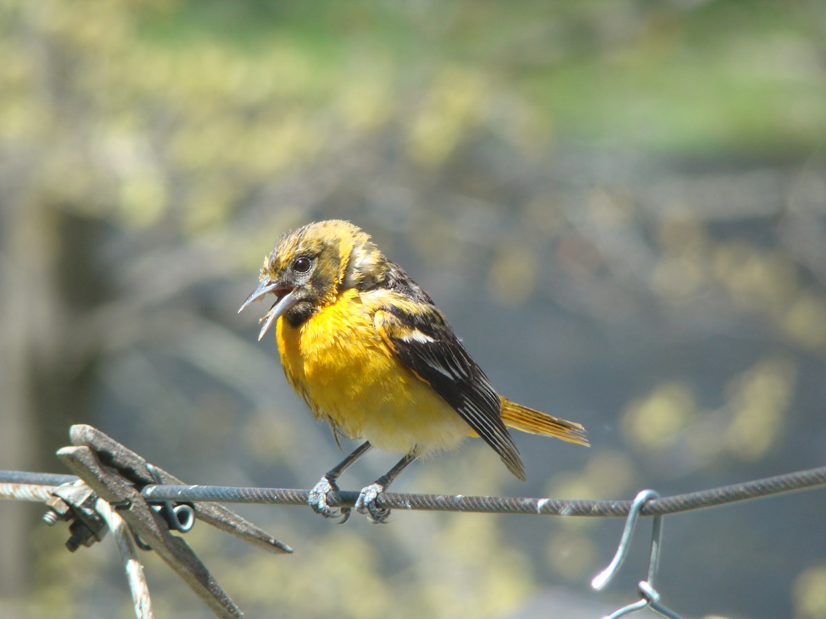 Baltimore Oriole - Peggy Blair