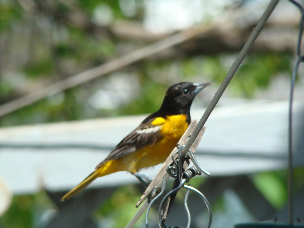 Baltimore Oriole - Peggy Blair