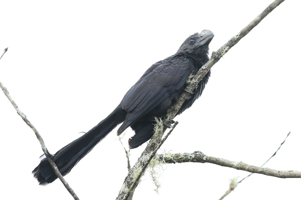 Smooth-billed Ani - ML614643192